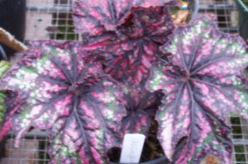 B. ‘Dragonheart’